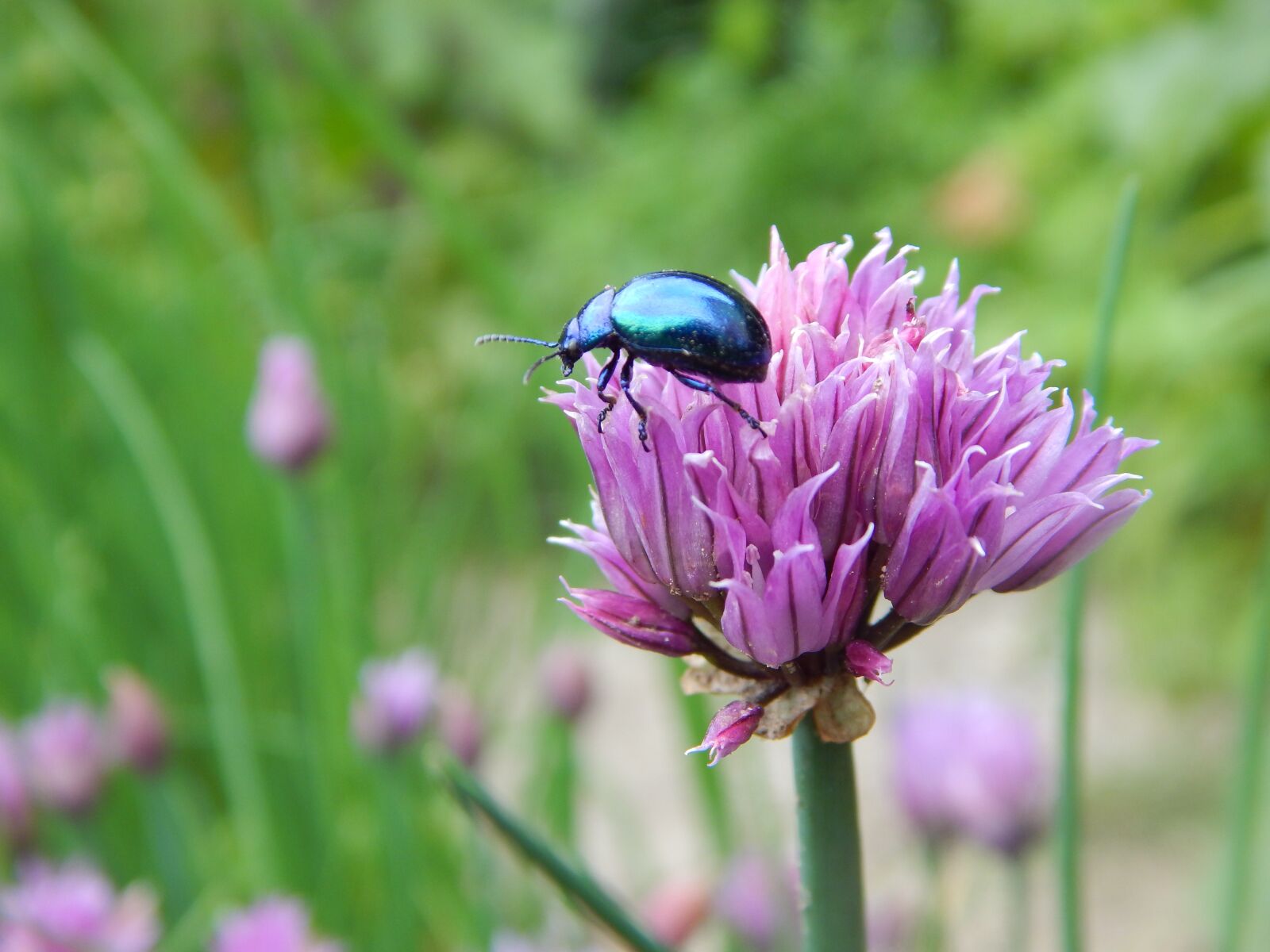 Nikon Coolpix L830 sample photo. Beetle, leaf beetle, blue photography