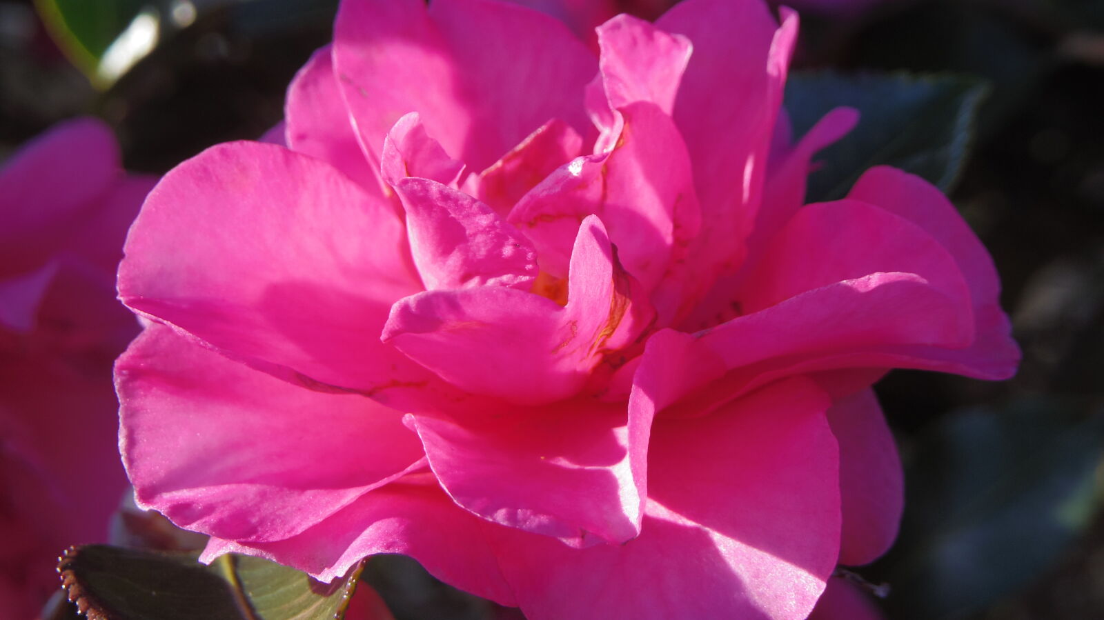 Pentax Q10 sample photo. Flower, pink, red photography