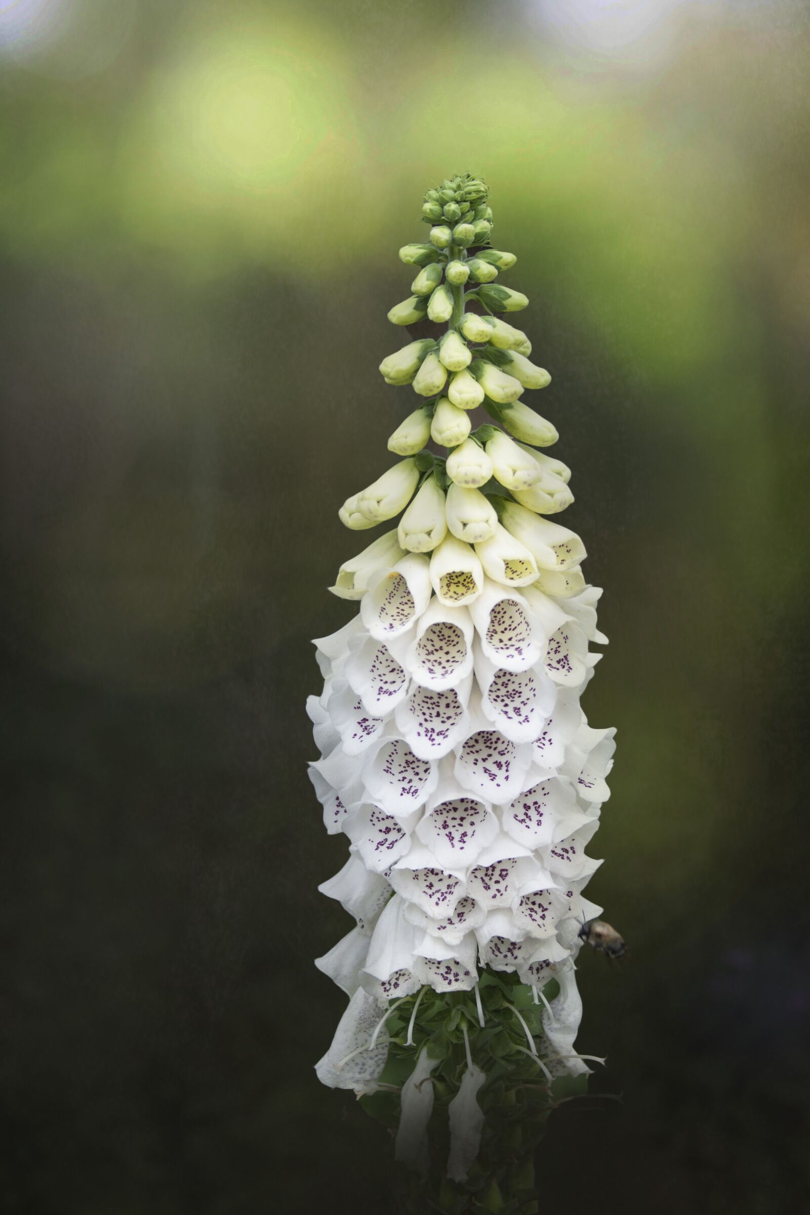 Canon EOS 500D (EOS Rebel T1i / EOS Kiss X3) + Canon EF-S 18-55mm F3.5-5.6 II sample photo. Foxglove, flower, bloom photography