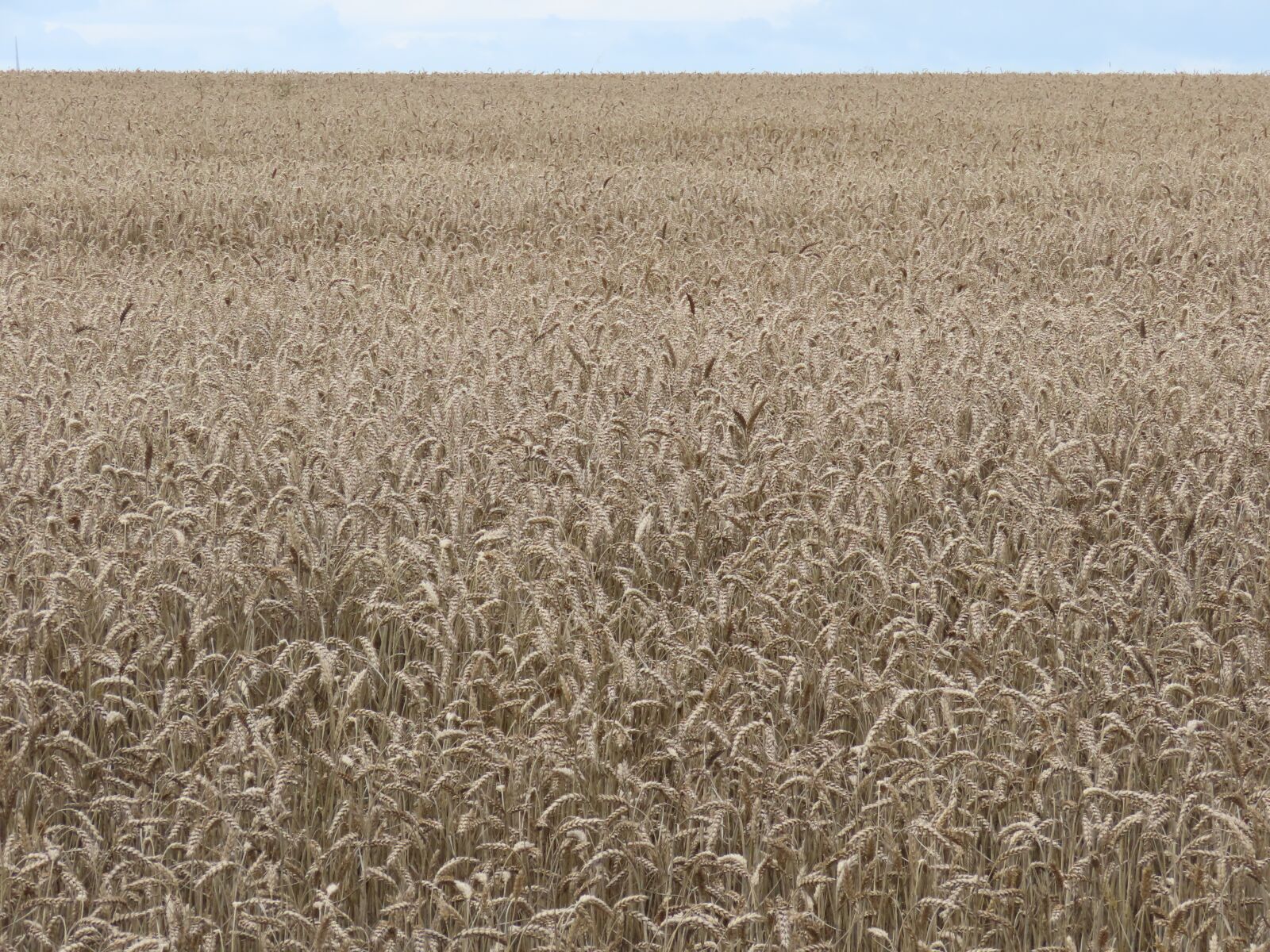 Canon PowerShot SX70 HS sample photo. Wheat, wheat-field, summer photography