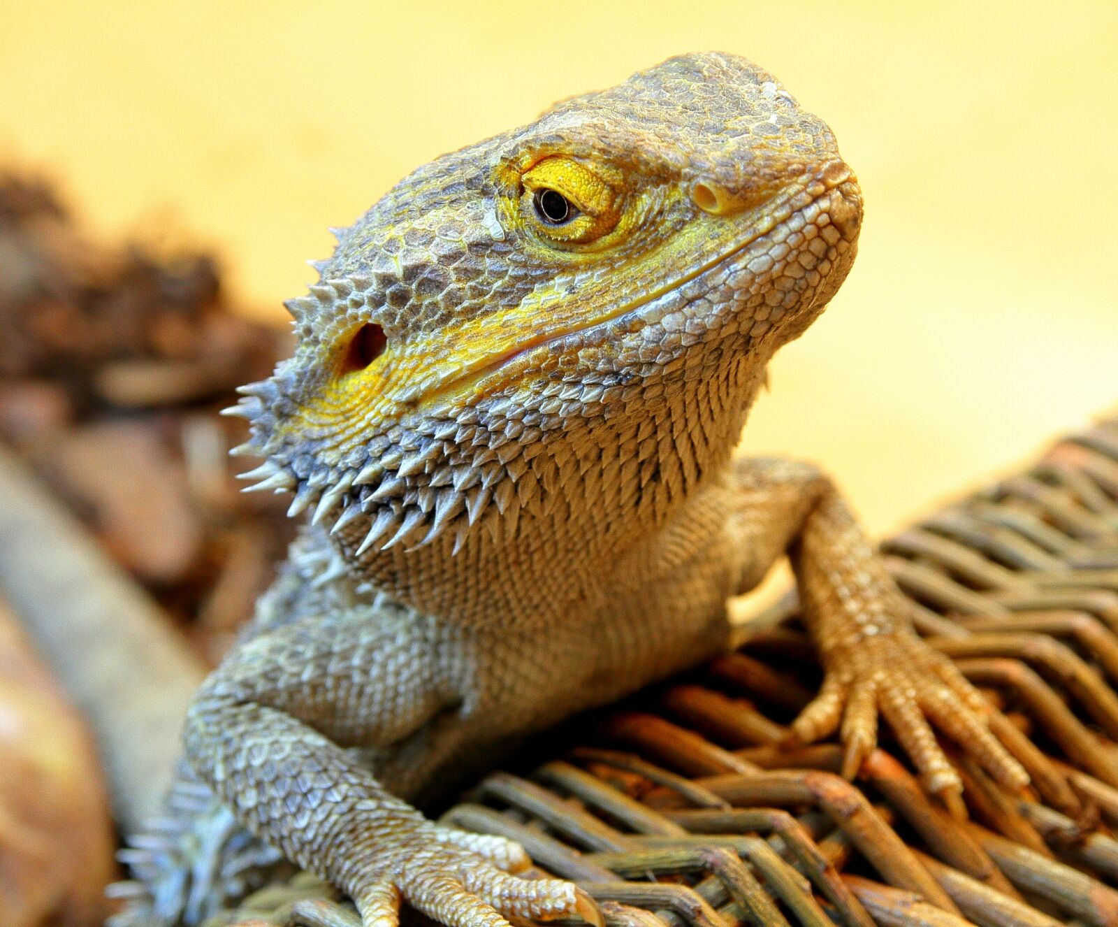 Canon EOS 7D sample photo. Bearded dragon, dragon, reptile photography