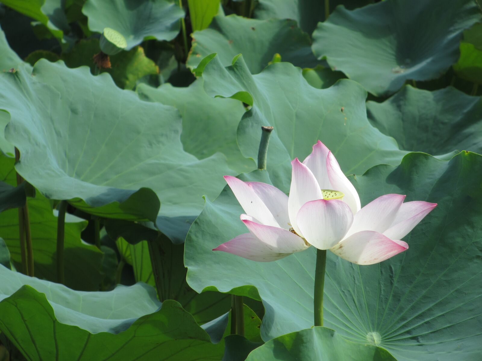 Canon PowerShot ELPH 310 HS (IXUS 230 HS / IXY 600F) sample photo. Lotus, lotus leaf, plant photography