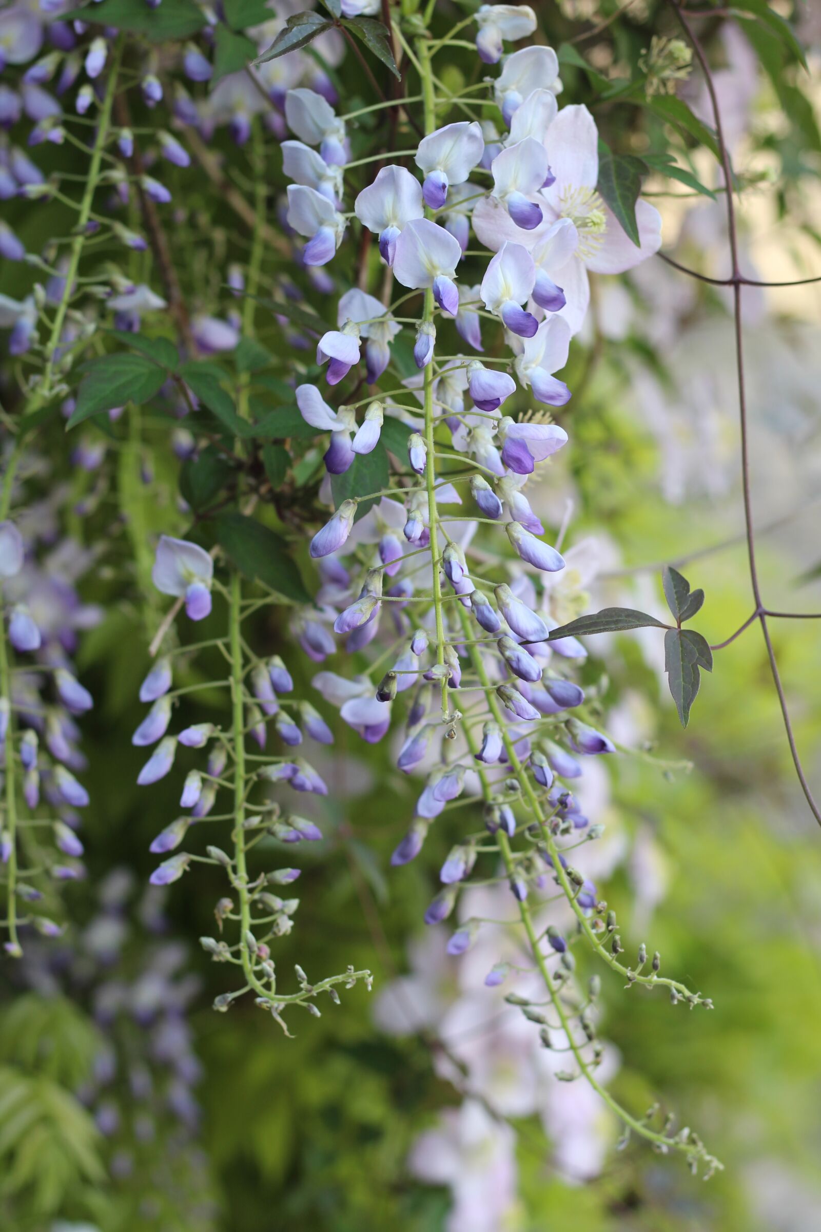 Canon EOS 1300D (EOS Rebel T6 / EOS Kiss X80) + Canon EF 50mm F1.8 STM sample photo. Wisteria, scent, aroma photography