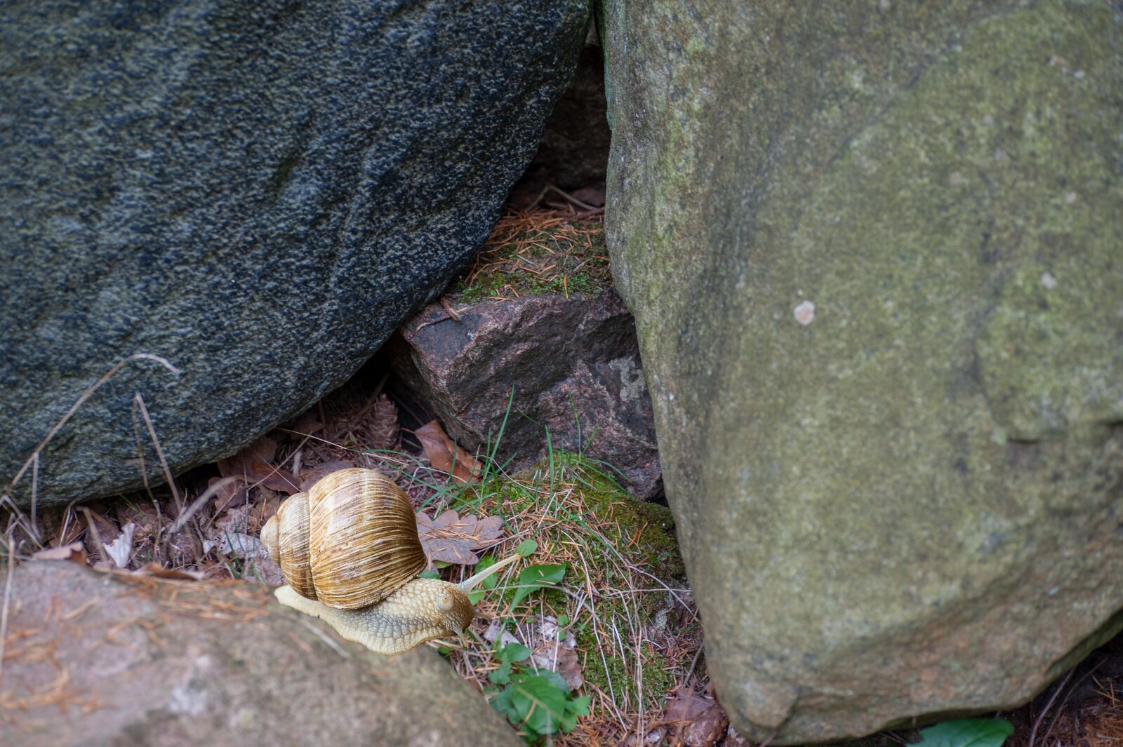 Nikon D700 sample photo. Stones, snail, moss photography