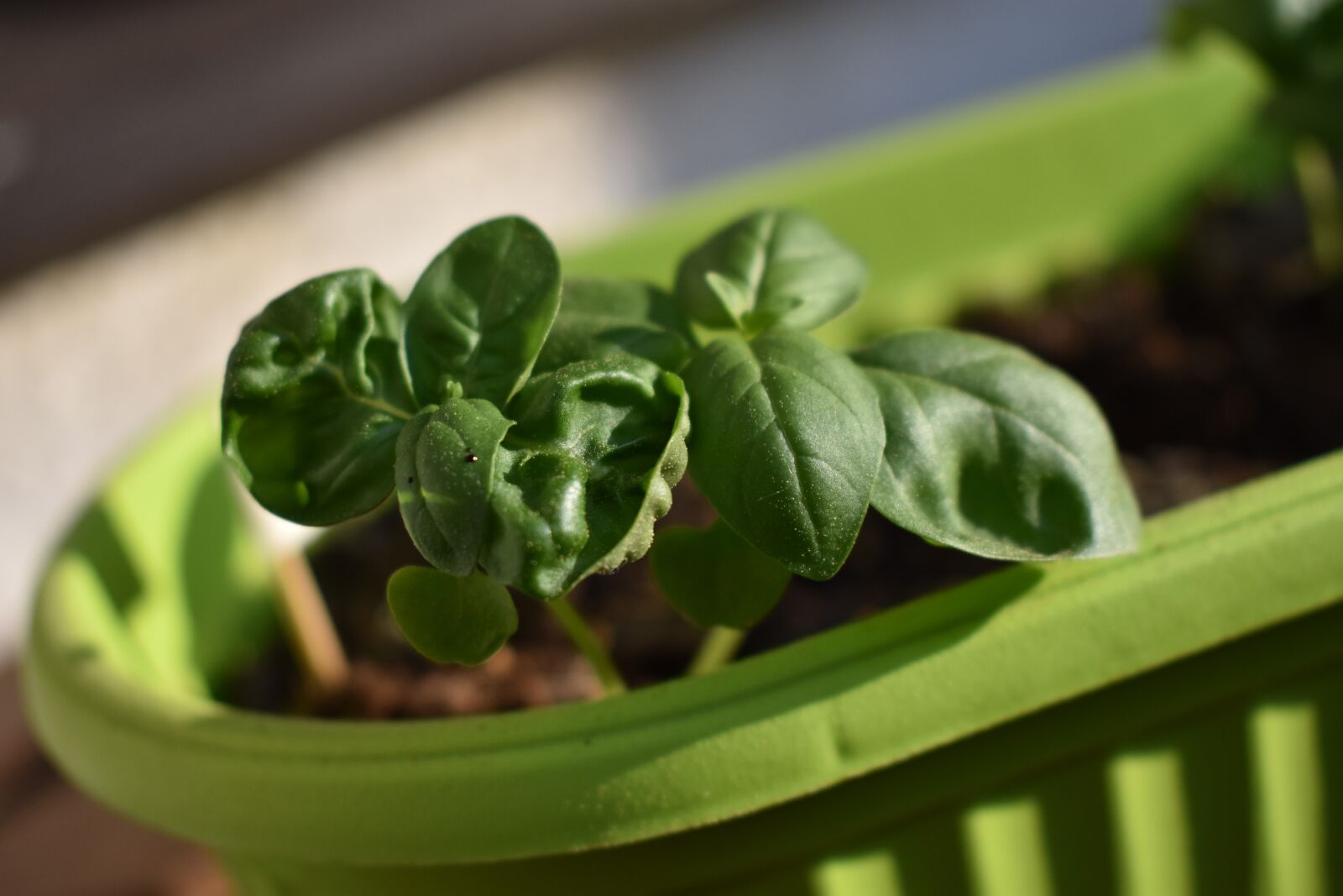 Nikon D3400 sample photo. Basil, herb photography