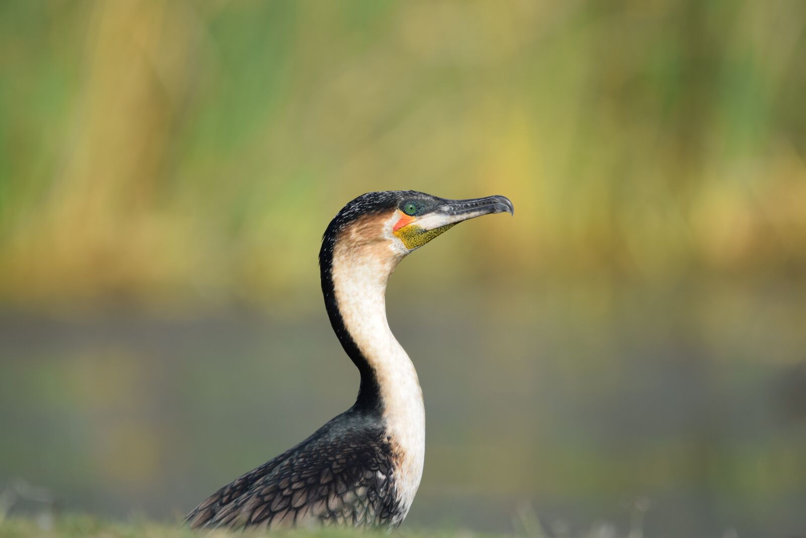 Nikon D5300 sample photo. Cormorant, bird, pretty photography