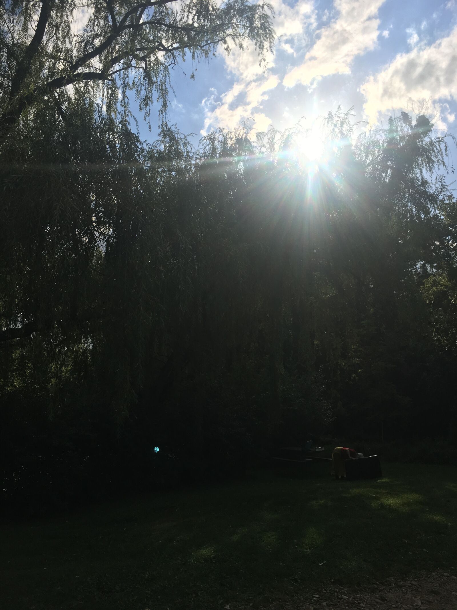 iPhone 6s Plus back camera 4.15mm f/2.2 sample photo. Sun, tree, forest photography