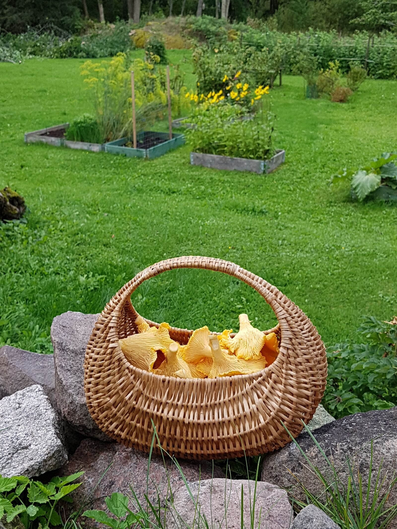 Samsung Galaxy S7 sample photo. Mushroom, basket, garden photography