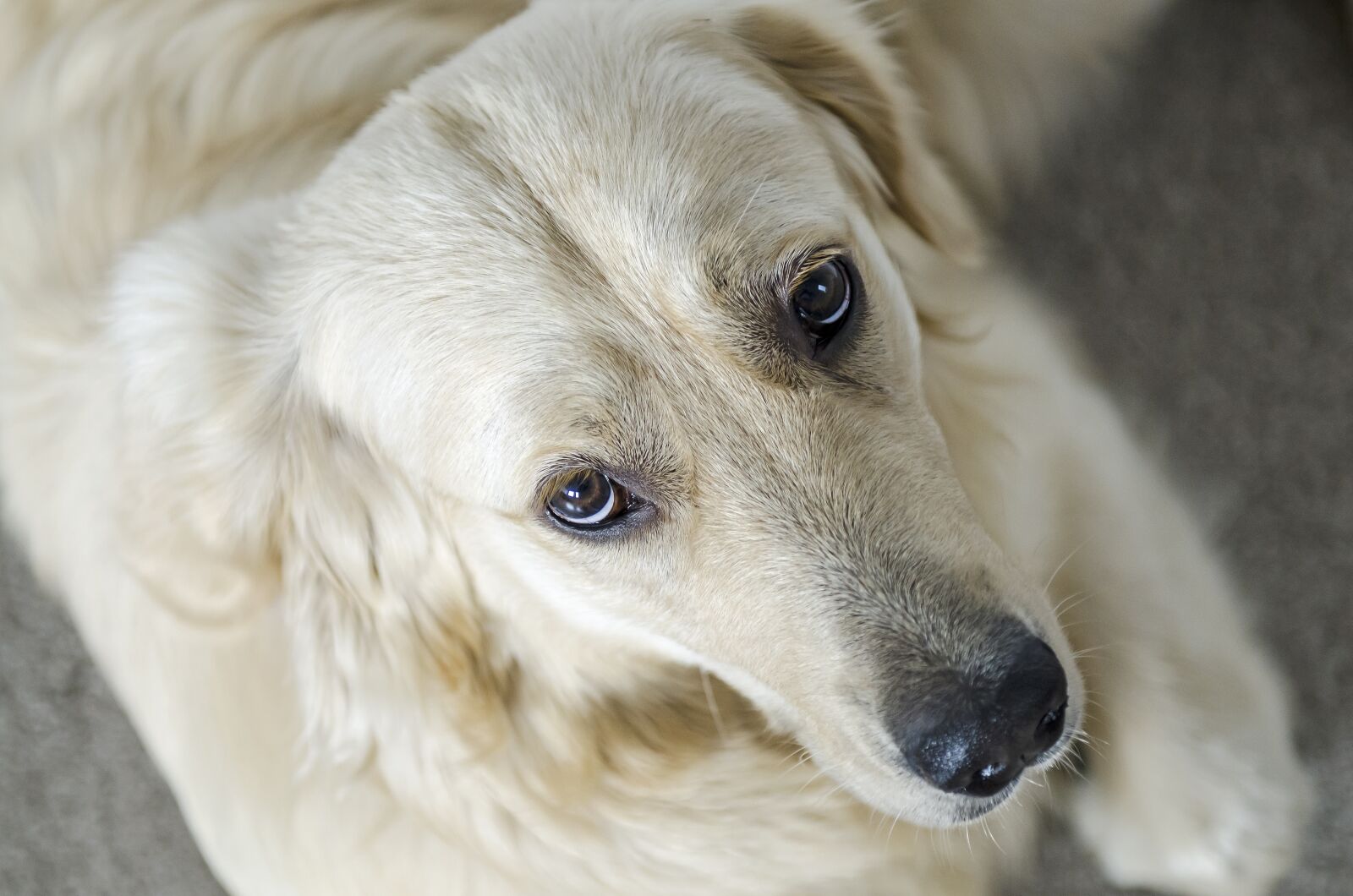 Nikon D7000 sample photo. Golden, golden retriever, futrzak photography