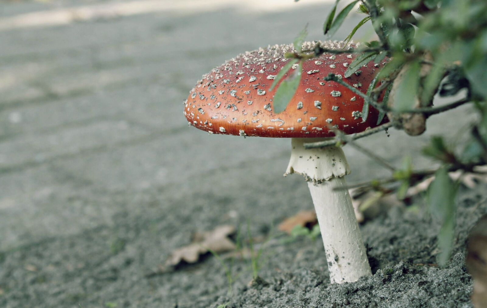 Canon EOS 1100D (EOS Rebel T3 / EOS Kiss X50) sample photo. Autumn, fall, mushroom, plant photography