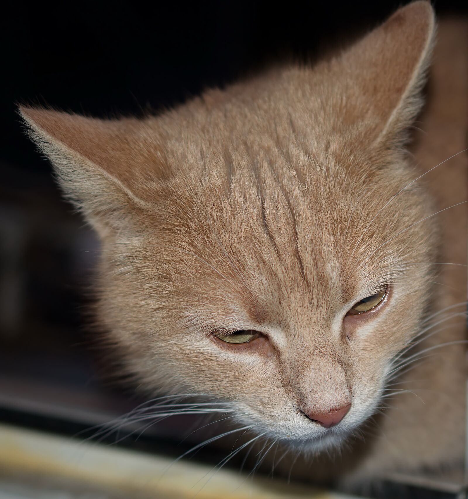 Nikon D5300 sample photo. Head, cat, fur photography