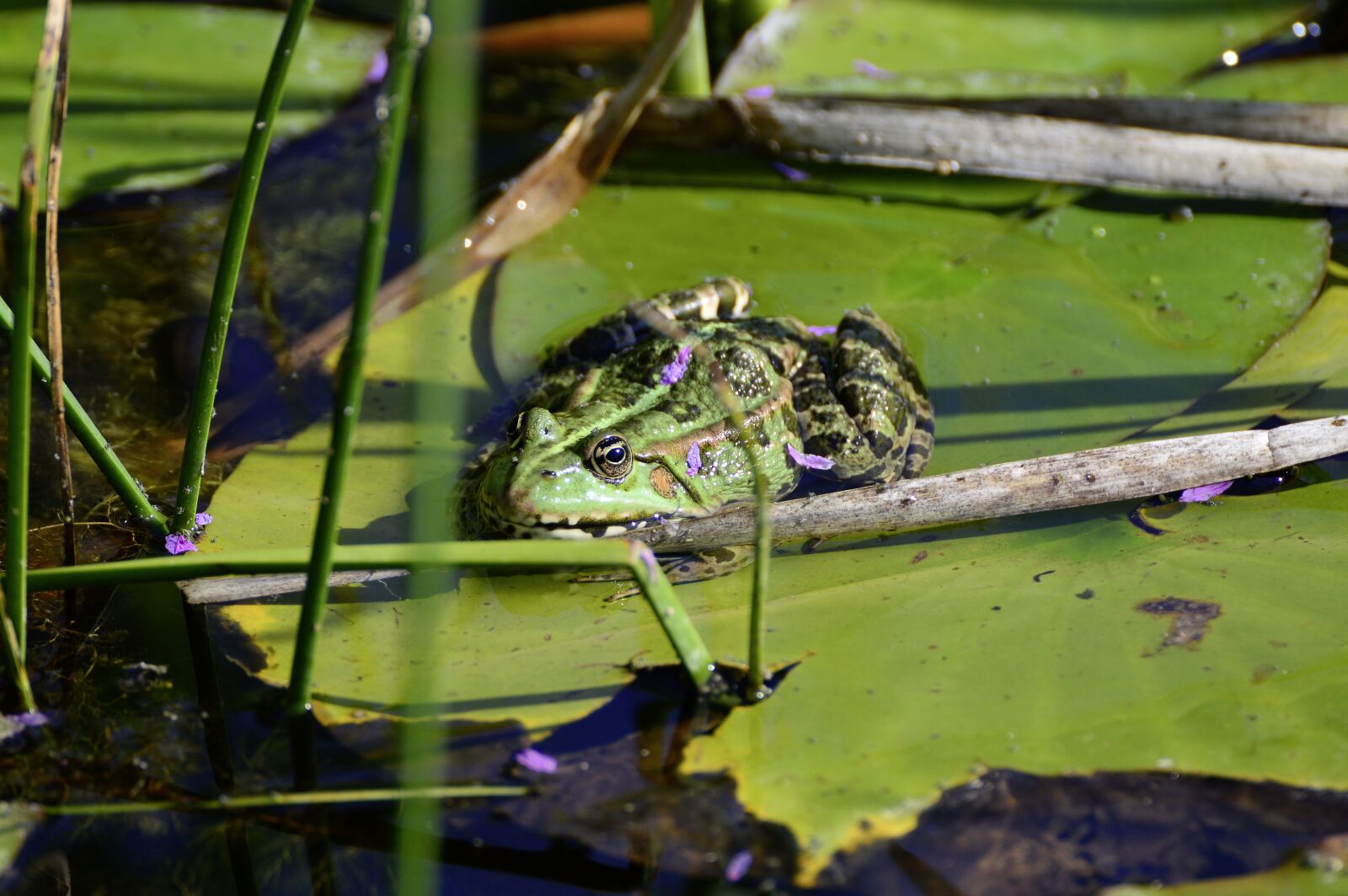 Tamron SP 70-300mm F4-5.6 Di VC USD sample photo. Pond, water frog, frog photography