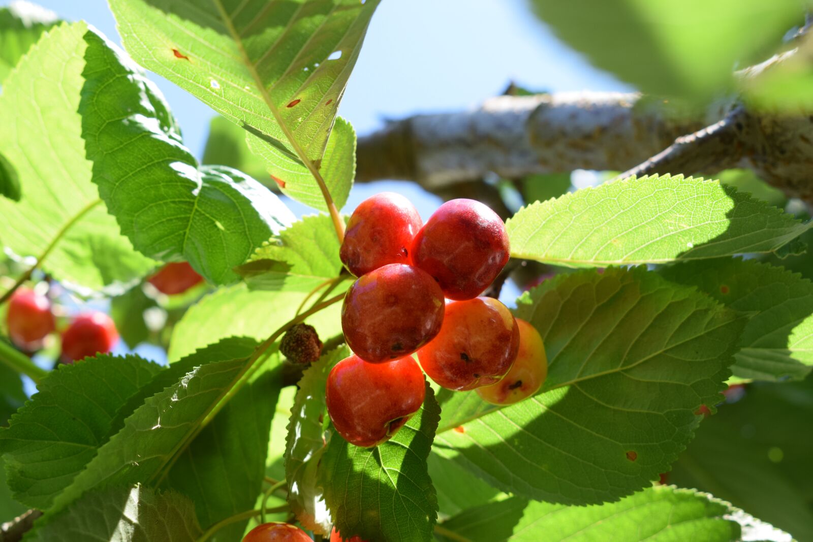 Nikon D5300 sample photo. Chery, plant, nature photography