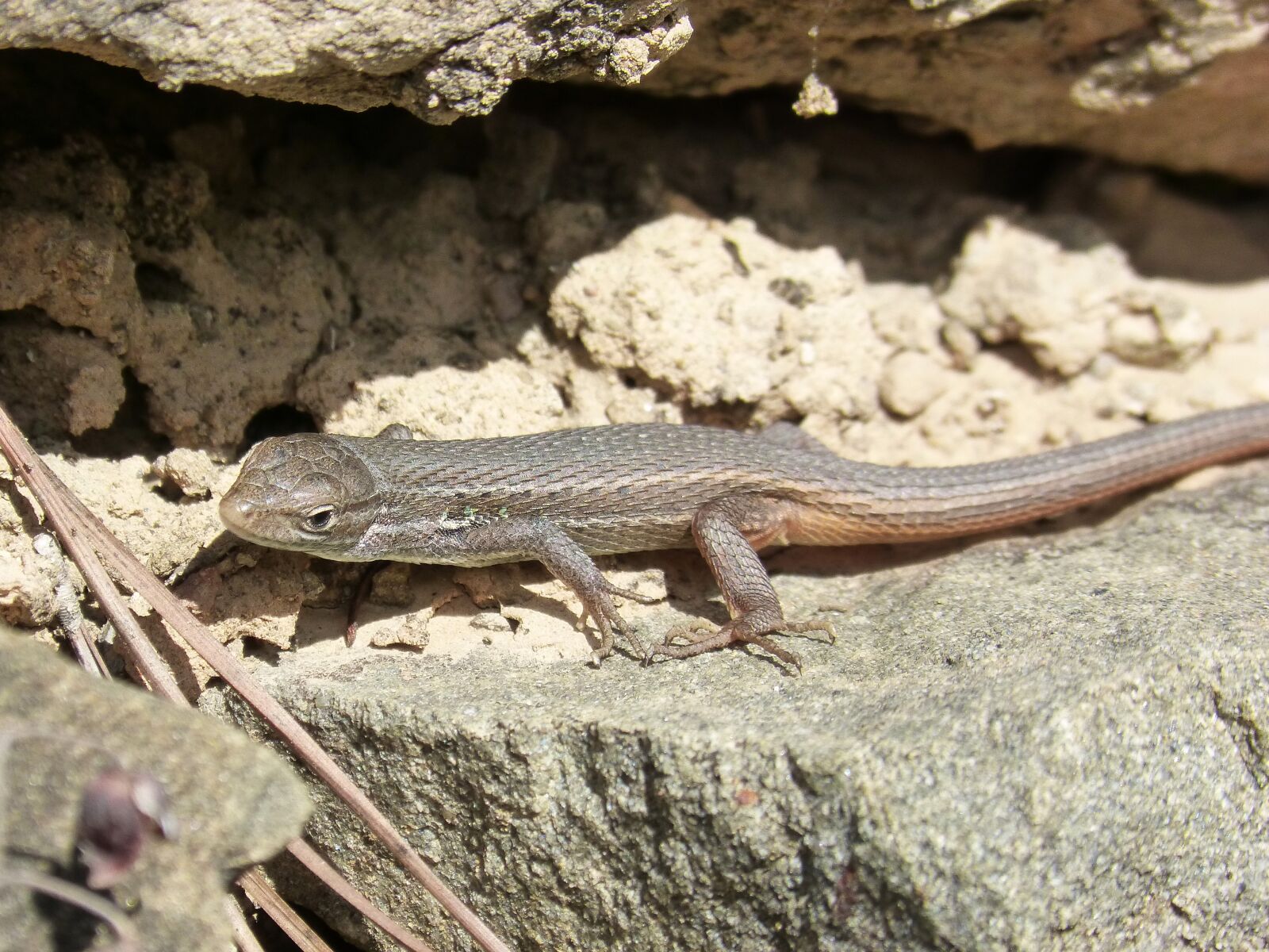 Panasonic DMC-FZ62 sample photo. Sargantana, nature, lizard photography