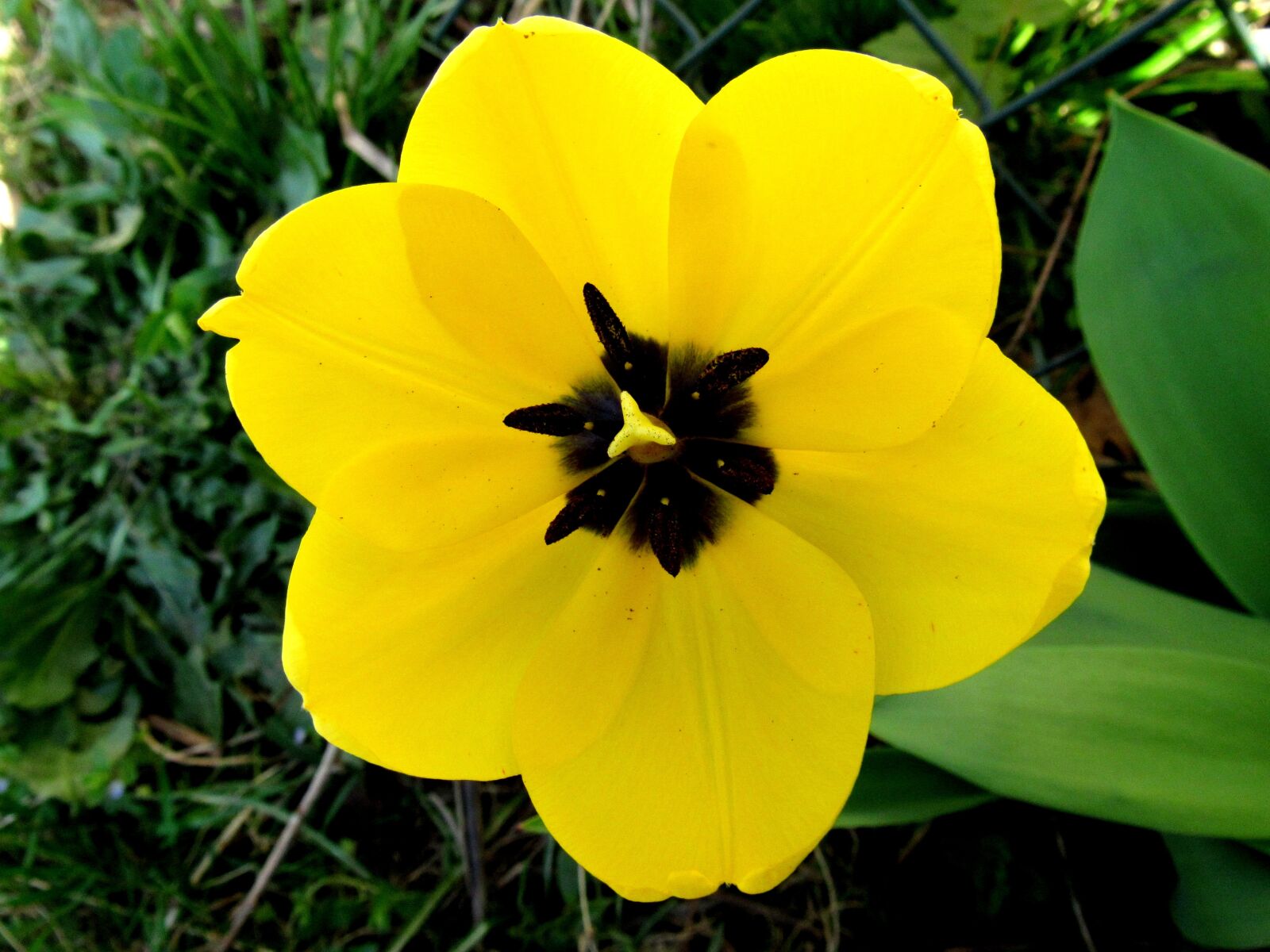 Раскрытый желтый тюльпан