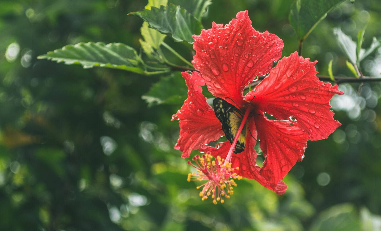Nikon D3200 sample photo. Flowers, butterfly, dew photography