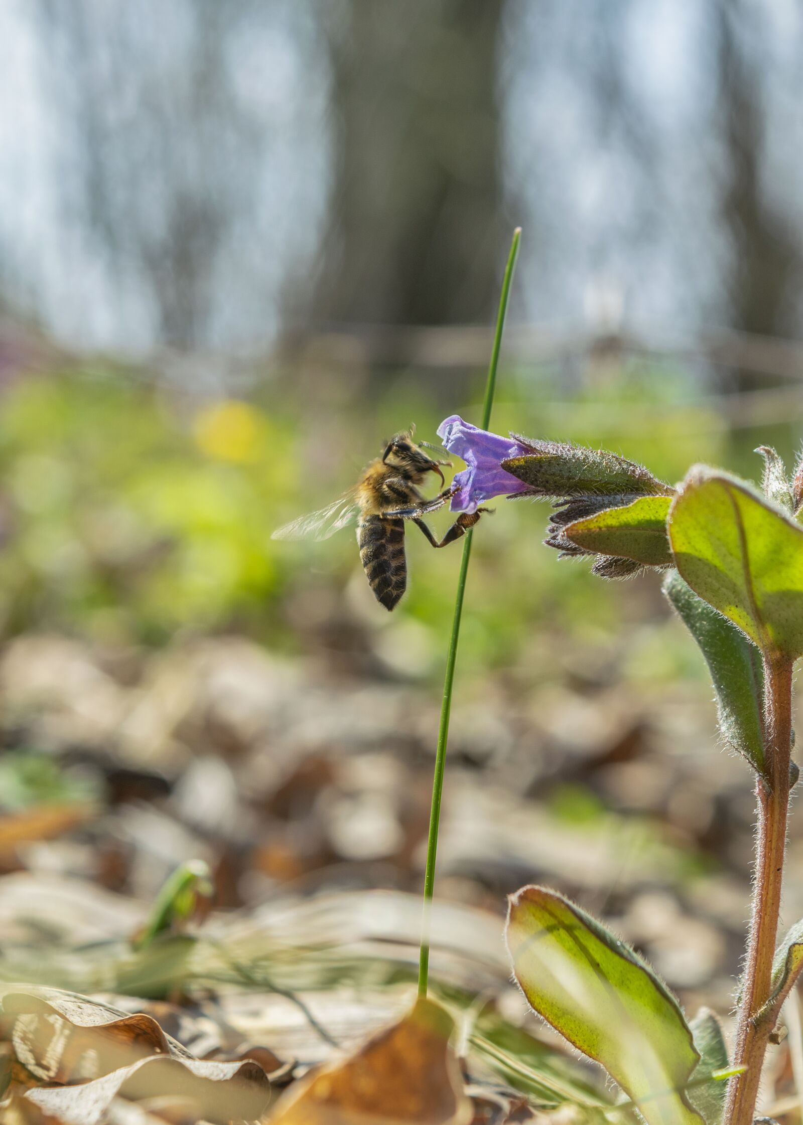 Nikon D3300 sample photo. Nature, forest, bee photography