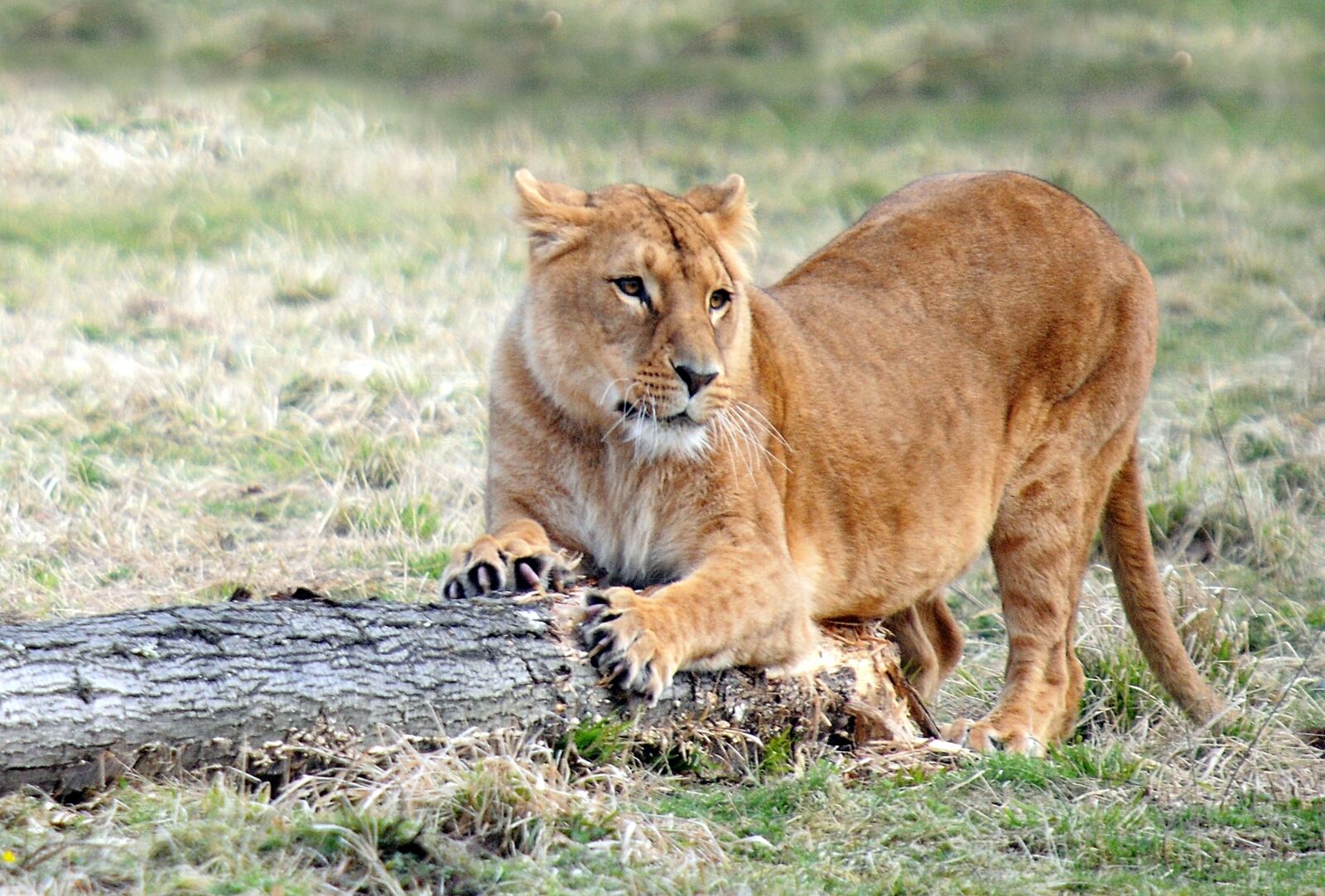Nikon D300 sample photo. Lioness, tawny, feline photography