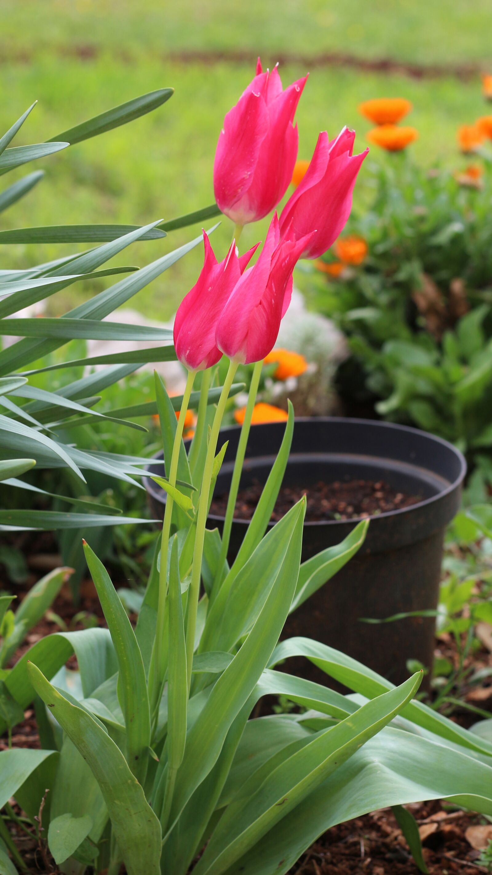 Canon EOS 700D (EOS Rebel T5i / EOS Kiss X7i) sample photo. Magenta, hot pink, pink photography