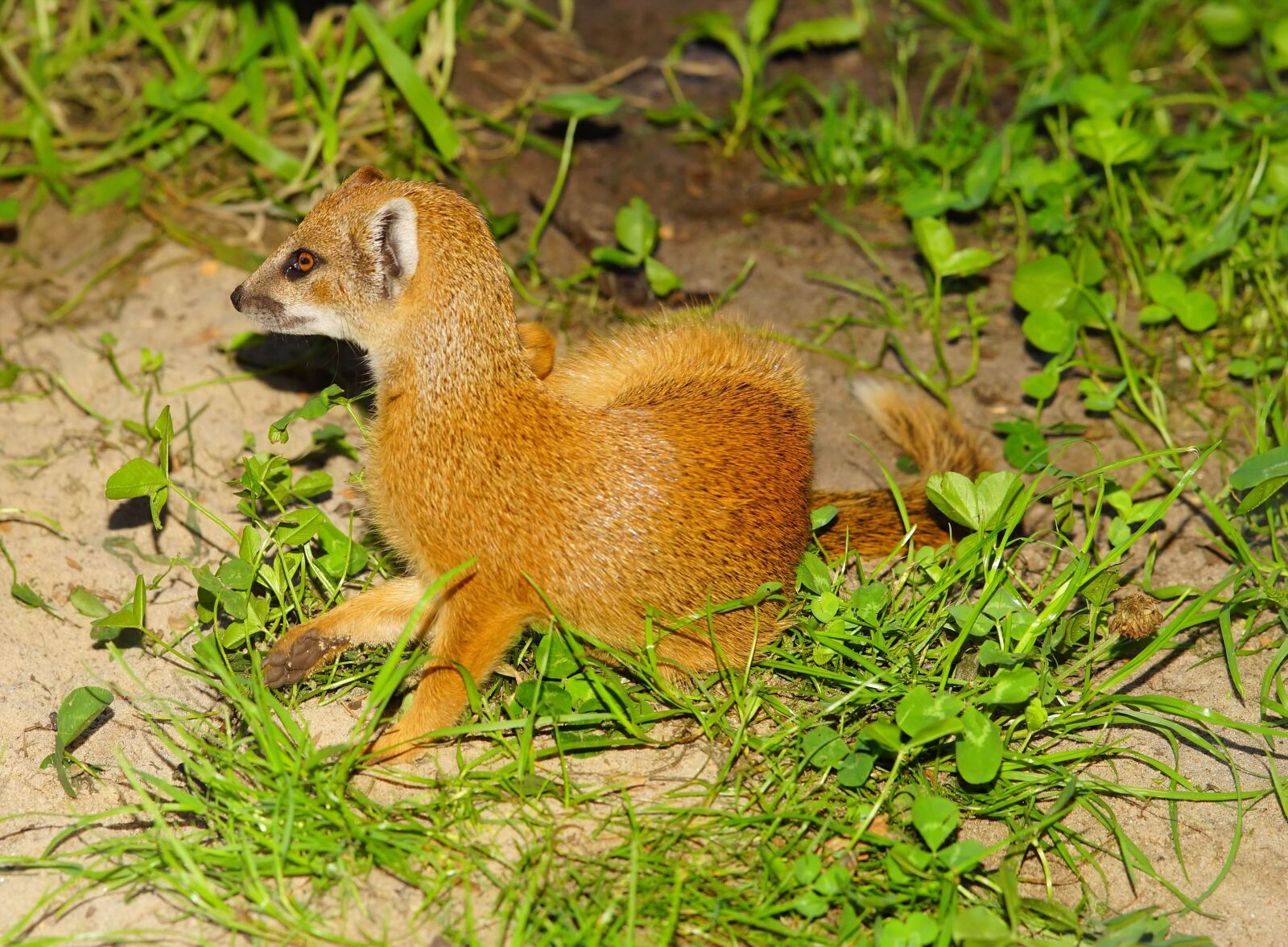 Sony a99 II sample photo. Mammal, mongoose, animal photography