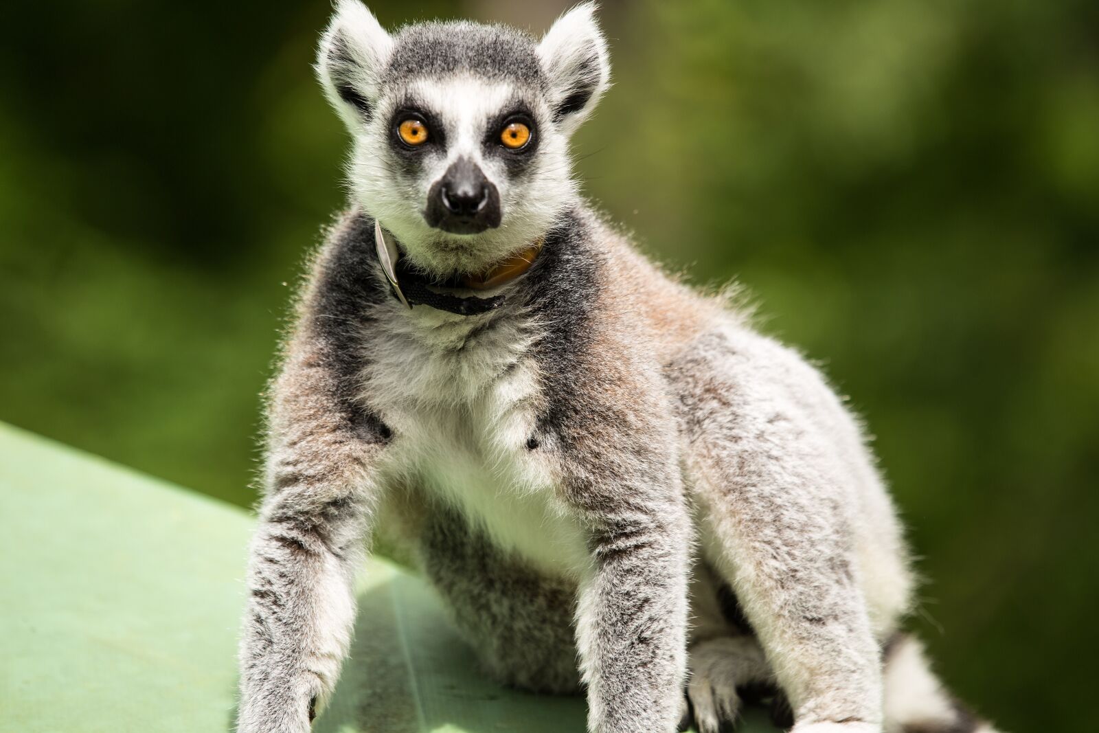 Canon EOS 6D sample photo. Ring-tailed lemur, lemur catta photography