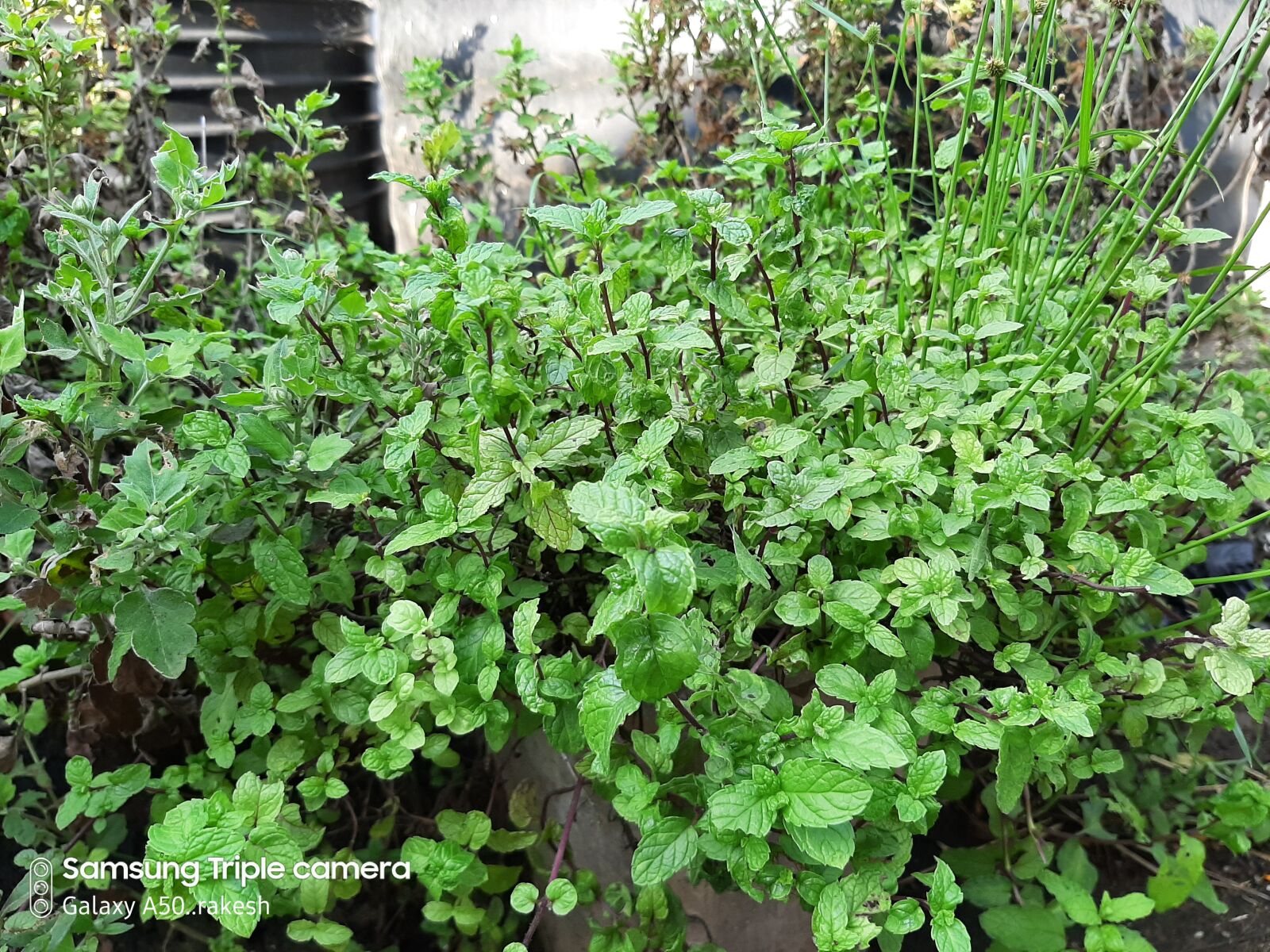 Samsung SM-A505F sample photo. Mint, mint plant, mint photography