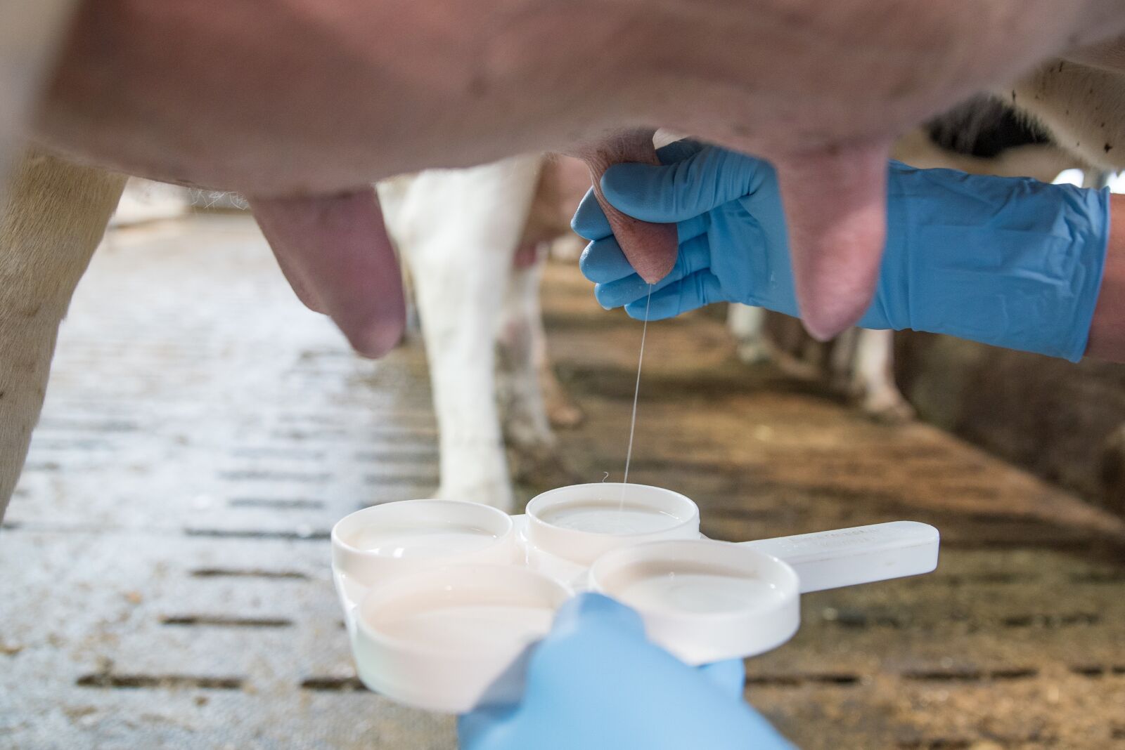 Nikon D750 sample photo. Milk, cow's milk, animal photography