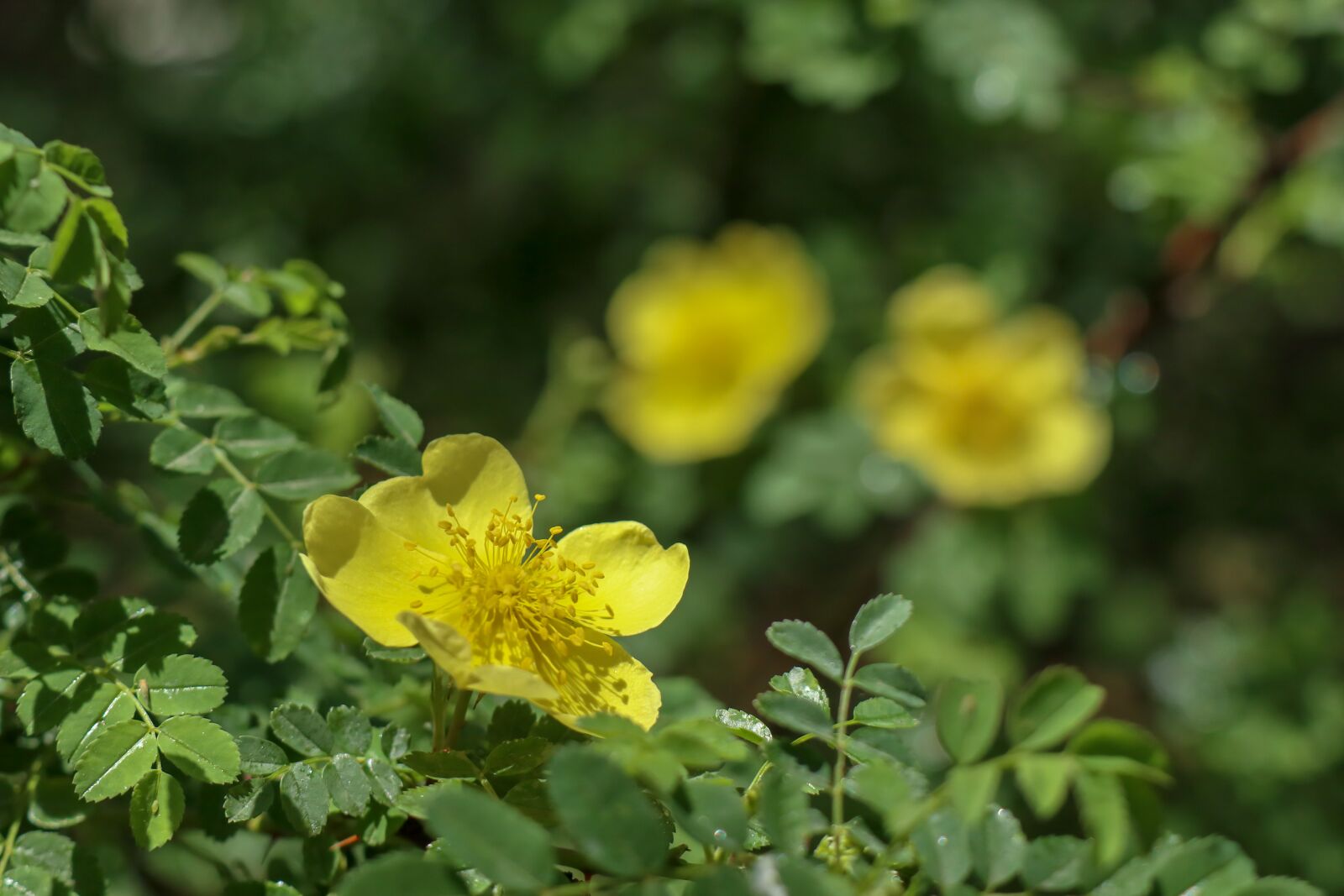 Canon EOS M5 sample photo. Flowers, summer, sunshine photography