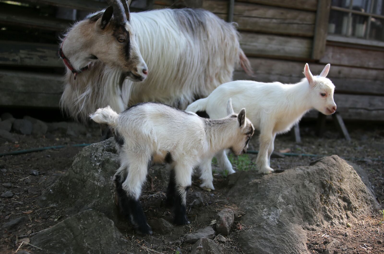 Canon EOS 6D + Canon EF 28-300mm F3.5-5.6L IS USM sample photo. Goat, kid, twins photography