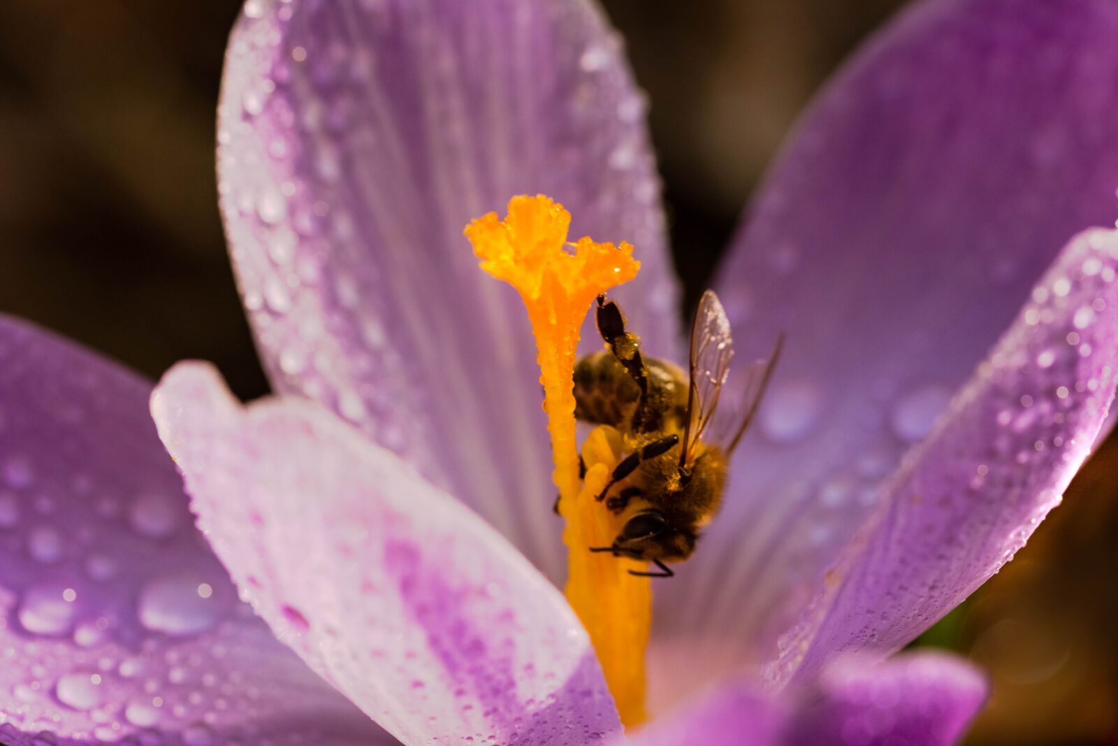 Canon EF 100mm F2.8L Macro IS USM sample photo. Flower, bee, krokus photography