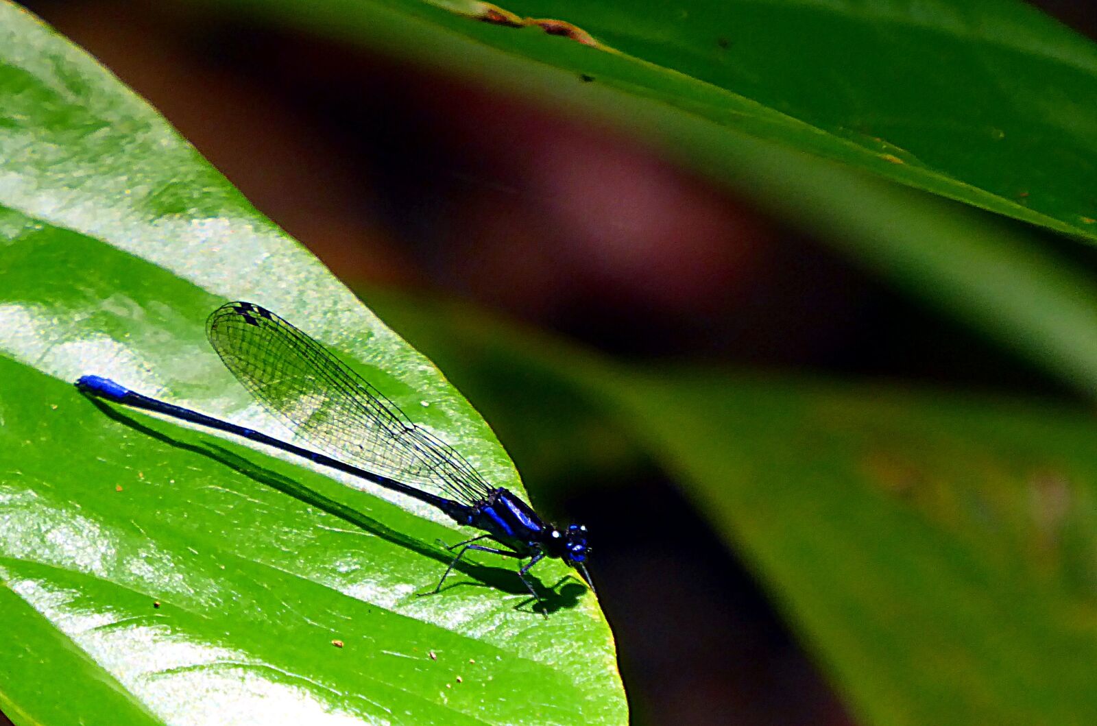 Panasonic Lumix DMC-ZS50 (Lumix DMC-TZ70) sample photo. Dragonfly, insects, odonata photography