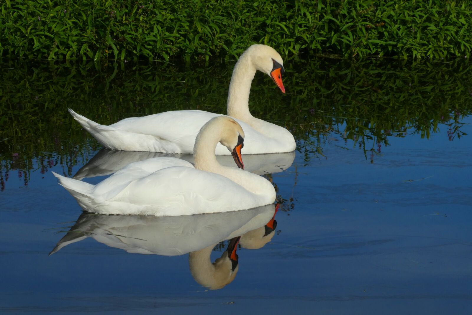 Panasonic Lumix DC-ZS70 (Lumix DC-TZ90) sample photo. Swans, reflection, ditch photography