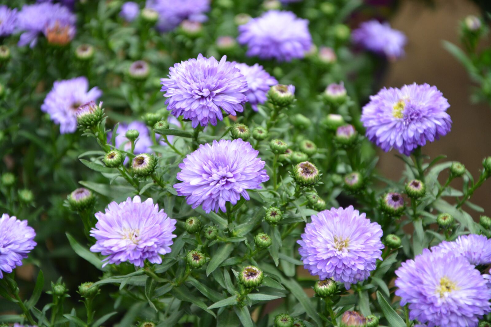 Nikon D5200 sample photo. Flowers, aster blue, plants photography