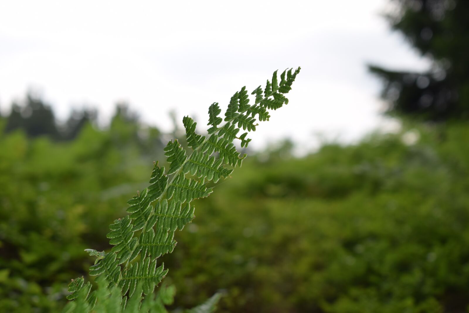 Nikon D3300 sample photo. Forest, nature, green photography