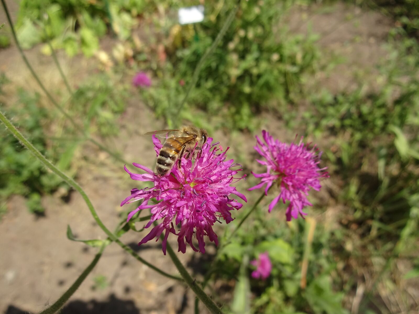 Sony Cyber-shot DSC-WX220 sample photo. Bee, flower photography