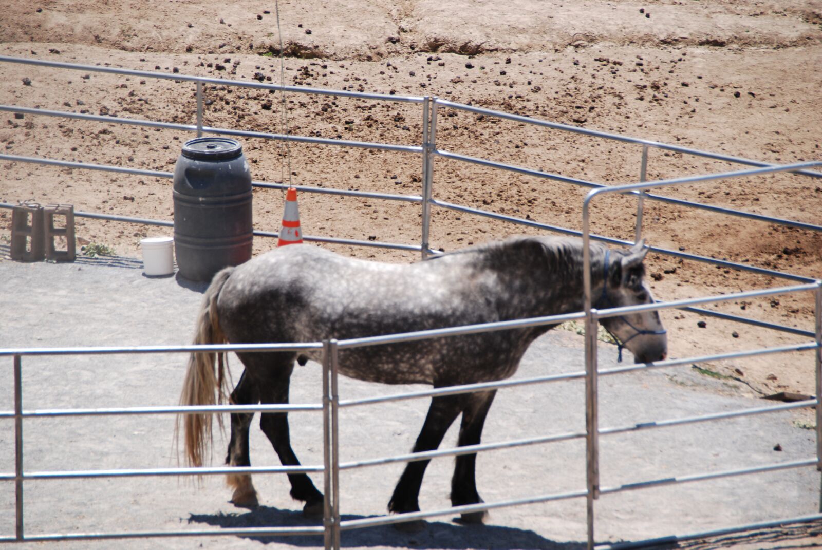 Nikon D60 sample photo. Horse, corral, outdoors photography