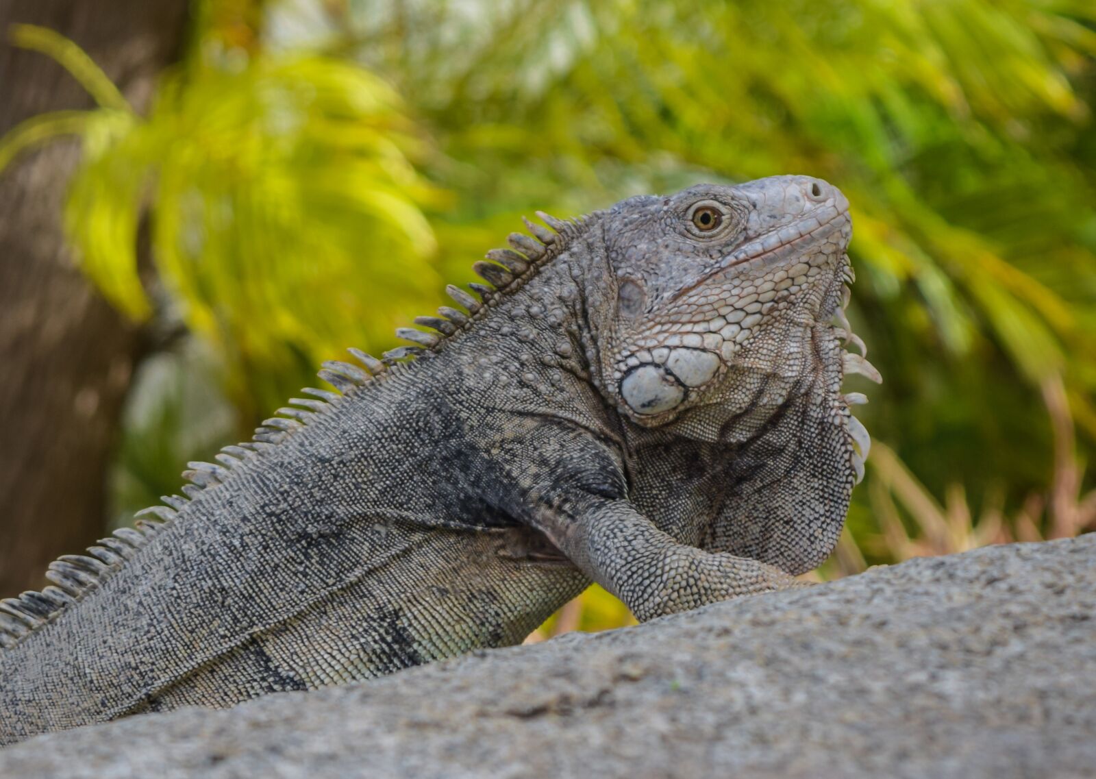 Nikon D3300 sample photo. Lizard, iguana, animal photography