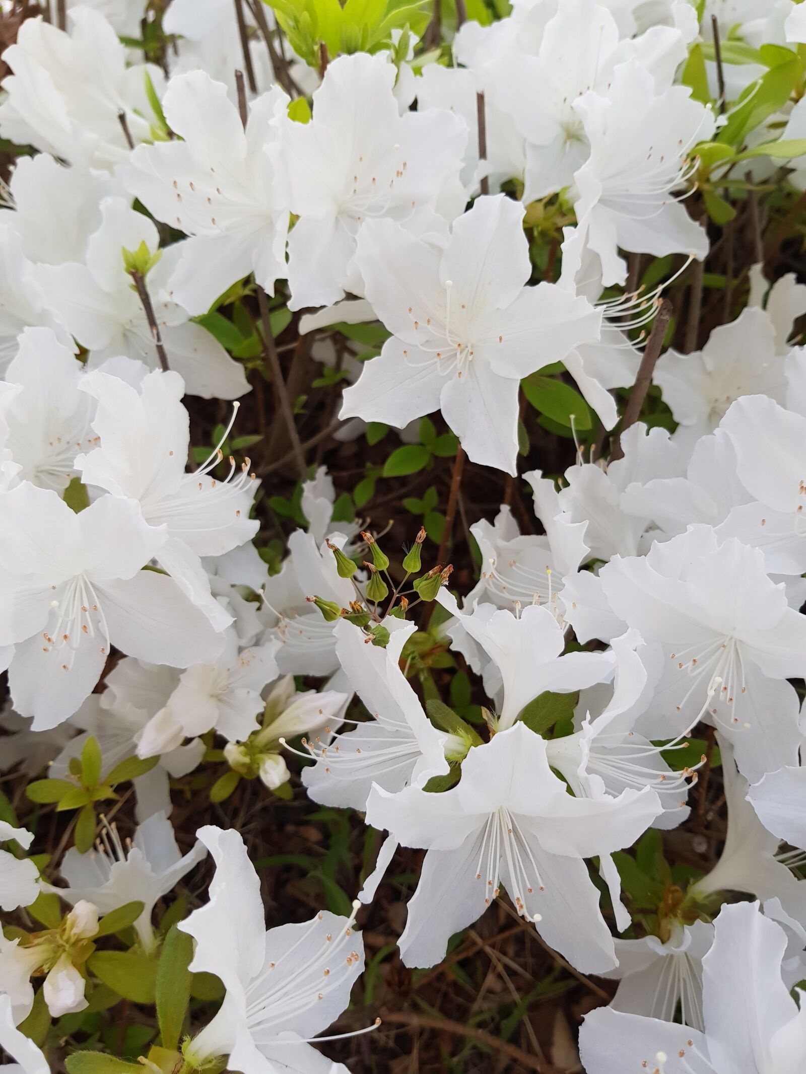 Samsung Galaxy S8 sample photo. White natural pink flower photography