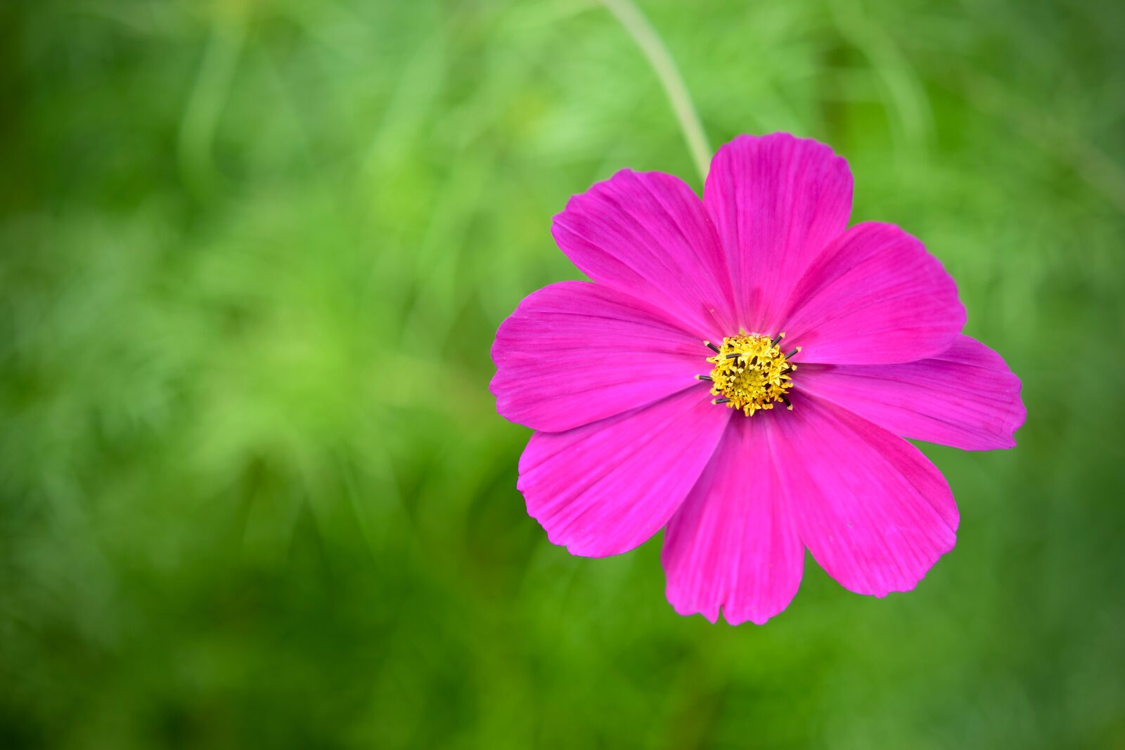 Nikon D5300 sample photo. Cosmea, cosmos, blossom photography