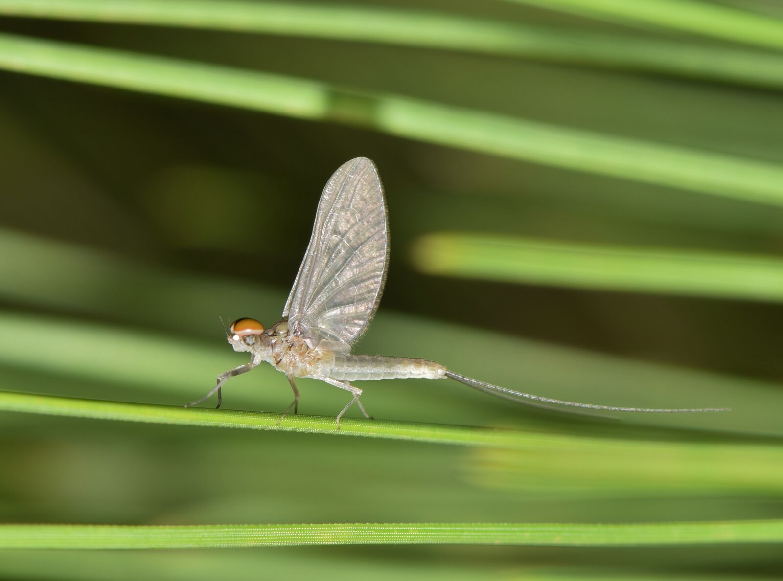 Nikon D5300 sample photo. Mayfly, fishfly, shadefly photography