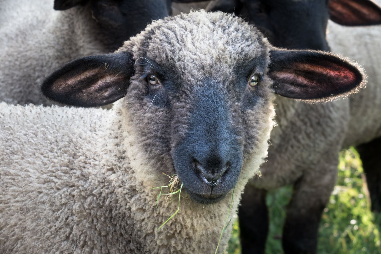 Canon PowerShot G3 X sample photo. Sheep, eat, head photography