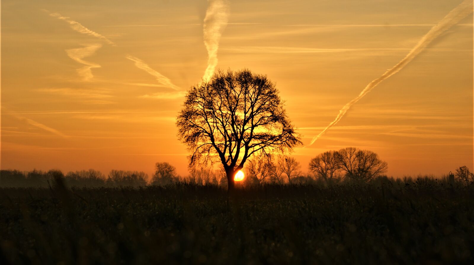 Sony Alpha DSLR-A350 sample photo. Tree, nature, sun photography