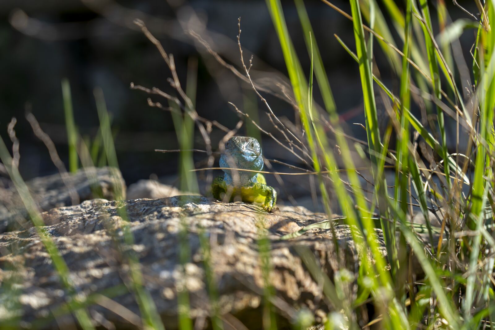 Sony FE 24-105mm F4 G OSS sample photo. The lizard, grass, stone photography