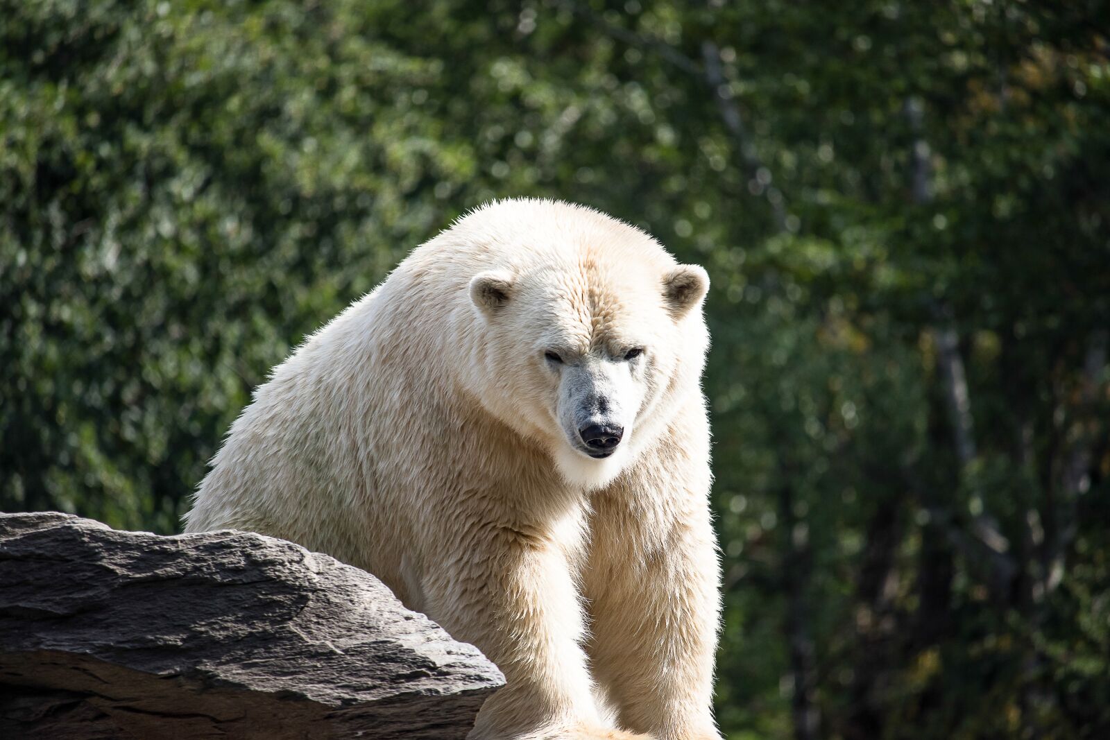 Canon EF-S 55-250mm F4-5.6 IS STM sample photo. Polar bear, predator, animal photography
