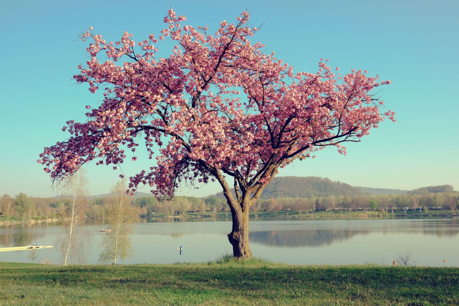 Fujifilm XC 15-45mm F3.5-5.6 OIS PZ sample photo. Nature, landscape, tree photography