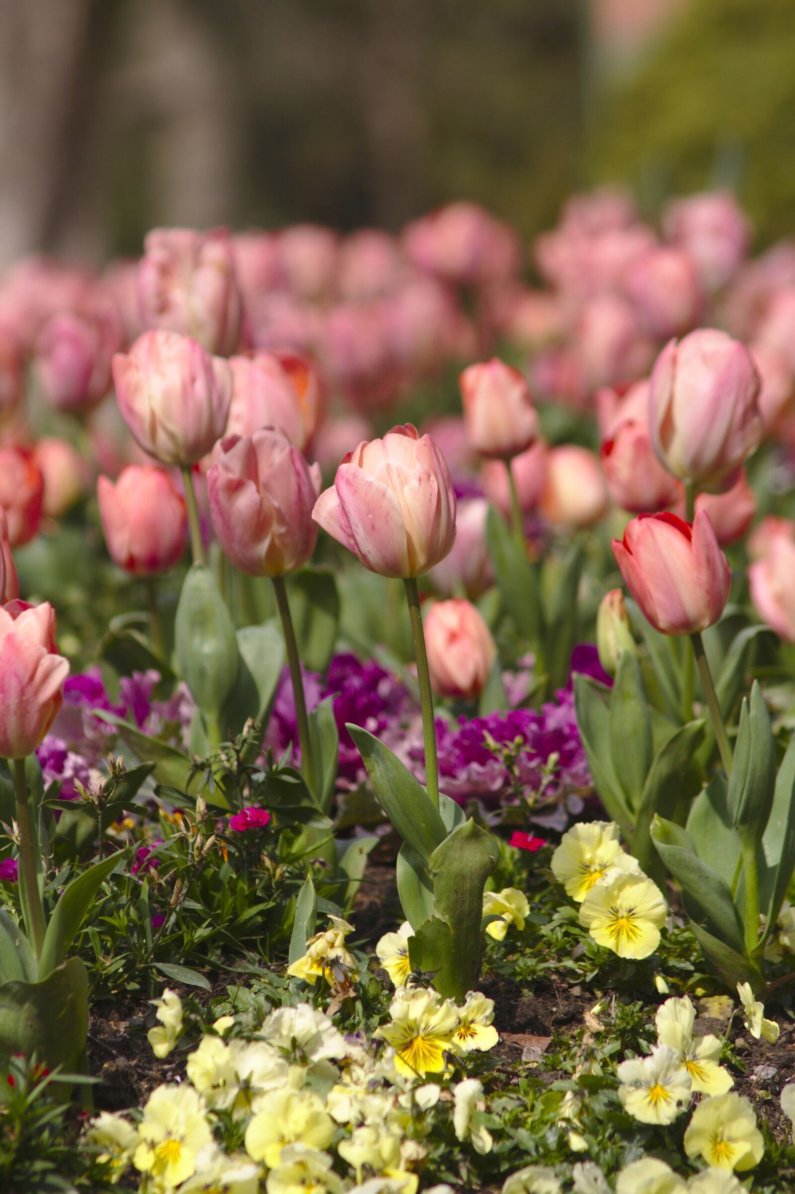 Canon EOS 7D + Canon EF 75-300mm F4.0-5.6 IS USM sample photo. Tulips, flowers, roses photography