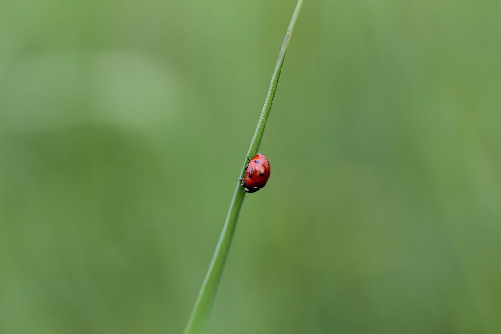 Canon EOS 60D + Canon EF 100mm F2.8L Macro IS USM sample photo. Green, ladybug, halm photography