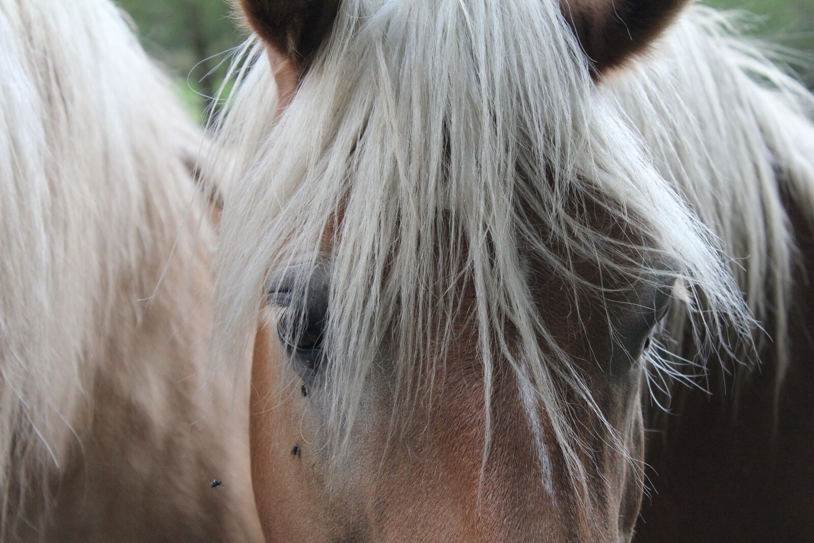 Canon EOS 550D (EOS Rebel T2i / EOS Kiss X4) sample photo. Horse head, horse, horses photography
