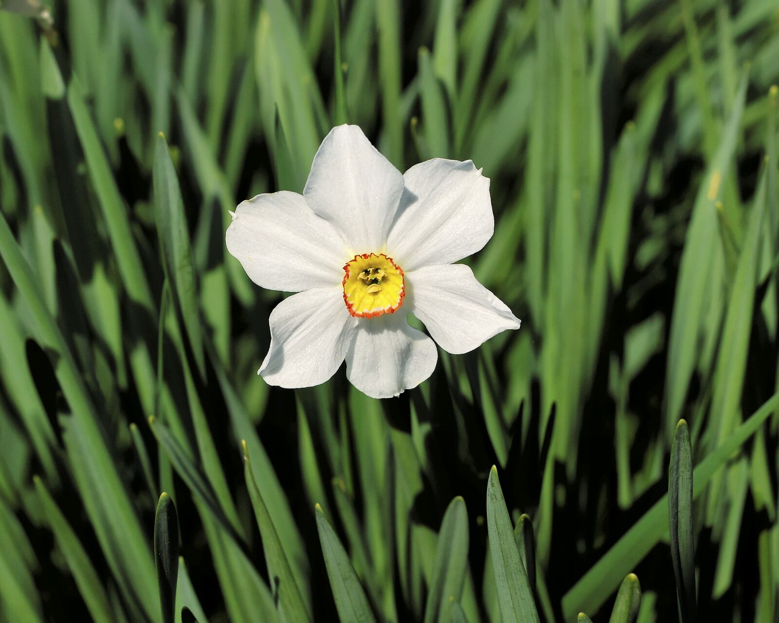 Nikon D80 sample photo. Flower, leaf, nature photography