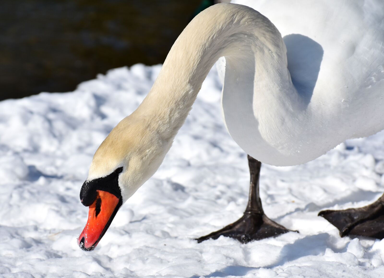 Nikon D7200 sample photo. Swan, waterfowl, poultry photography